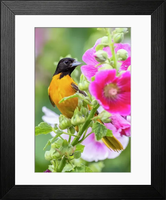 Framed Print : Baltimore oriole male on hollyhock, Marion County, Illinois. Date: 27-06-2021