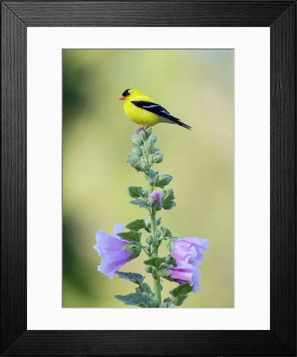 Framed Print : American goldfinch male on hollyhock, Marion County, Illinois. Date: 23-06-2021 Framed Print : American goldfinch male on hollyhock, Marion County, Illinois. Date: 23-06-2021