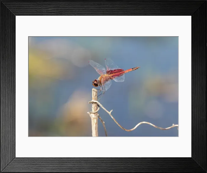 Framed Print : Carolina Saddlebags male Date: 09-04-2021 Framed Print : Carolina Saddlebags male Date: 09-04-2021
