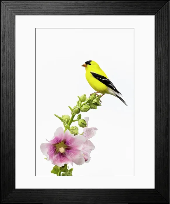 Framed Print : American goldfinch male on hollyhock, Marion County Framed Print : American goldfinch male on hollyhock, Marion County