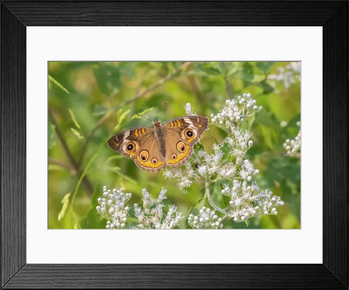 Framed Print : Common Buckeye on Common Boneset Date: 12-09-2021 Framed Print : Common Buckeye on Common Boneset Date: 12-09-2021