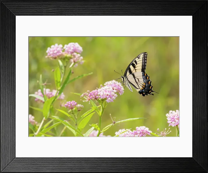 Framed Print : Eastern Tiger swallowtail on swamp milkweed Date: 07-08-2021
