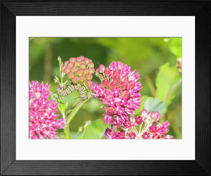 Framed Print : Monarch caterpillar on purple milkweed Date: 11-06-2021 Framed Print : Monarch caterpillar on purple milkweed Date: 11-06-2021