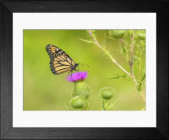 Framed Print : Monarch on Bull thistle Date: 27-07-2021 Framed Print : Monarch on Bull thistle Date: 27-07-2021
