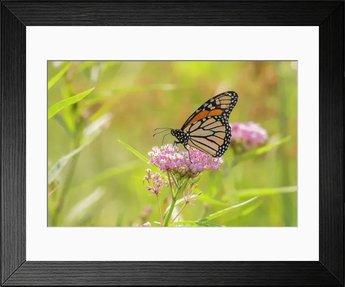 Framed Print : Monarch on swamp milkweed Date: 27-07-2021 Framed Print : Monarch on swamp milkweed Date: 27-07-2021