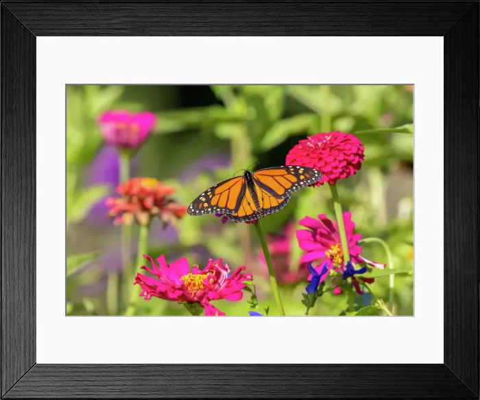 Framed Print : Monarch on zinnia. Date: 05-09-2021
