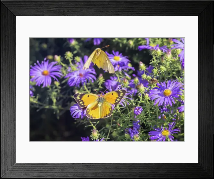 Framed Print : Orange Sulphur female and male courtship on Frikart's Aster Date: 10-10-2021 Framed Print : Orange Sulphur female and male courtship on Frikart's Aster Date: 10-10-2021