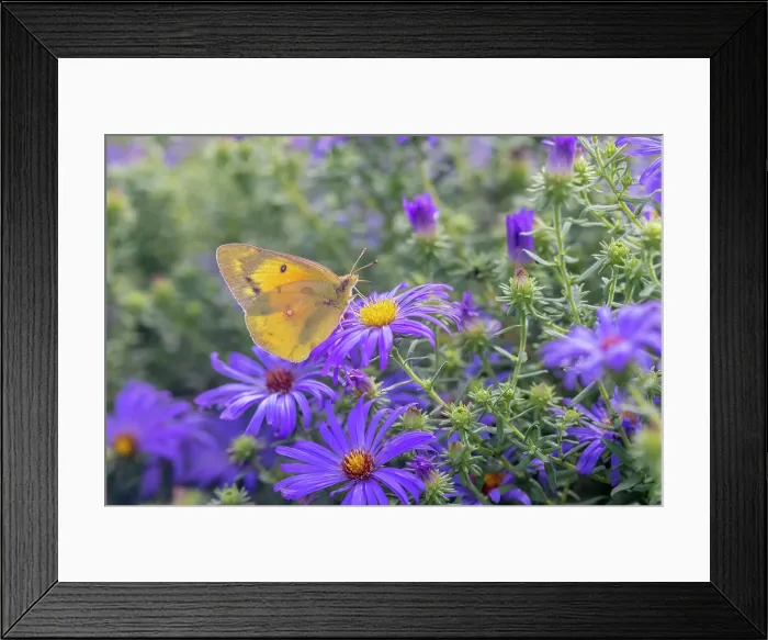 Framed Print : Orange Sulphur on Frikart's Aster Date: 07-10-2021 Framed Print : Orange Sulphur on Frikart's Aster Date: 07-10-2021