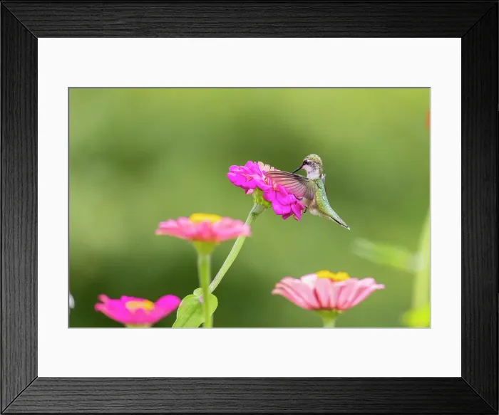 Framed Print : Ruby-throated hummingbird Date: 15-08-2021 Framed Print : Ruby-throated hummingbird Date: 15-08-2021