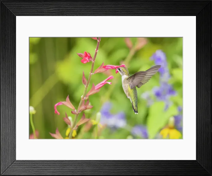 Framed Print : Ruby-throated hummingbird Date: 15-08-2021 Framed Print : Ruby-throated hummingbird Date: 15-08-2021