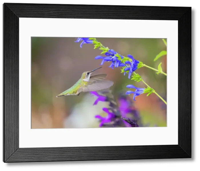 Framed Print : Ruby-throated hummingbird at blue ensign salvia Date: 15-08-2021 Framed Print : Ruby-throated hummingbird at blue ensign salvia Date: 15-08-2021