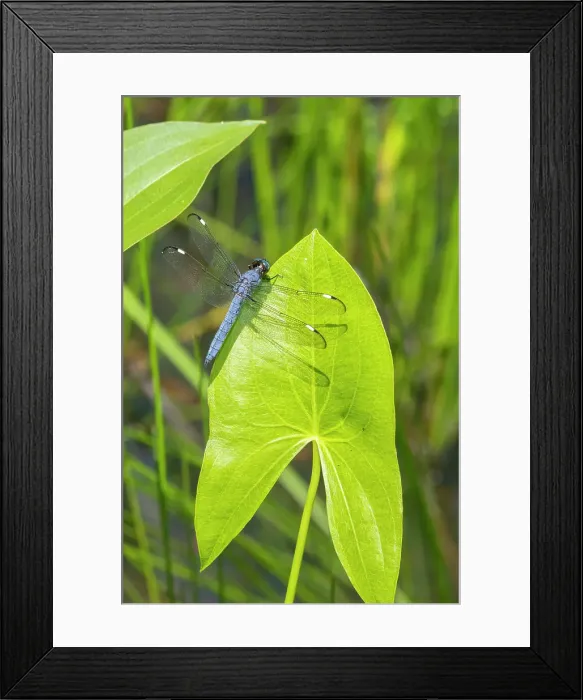 Framed Print : Spangled Skimmer male on Arrowhead plant Date: 15-06-2021 Framed Print : Spangled Skimmer male on Arrowhead plant Date: 15-06-2021