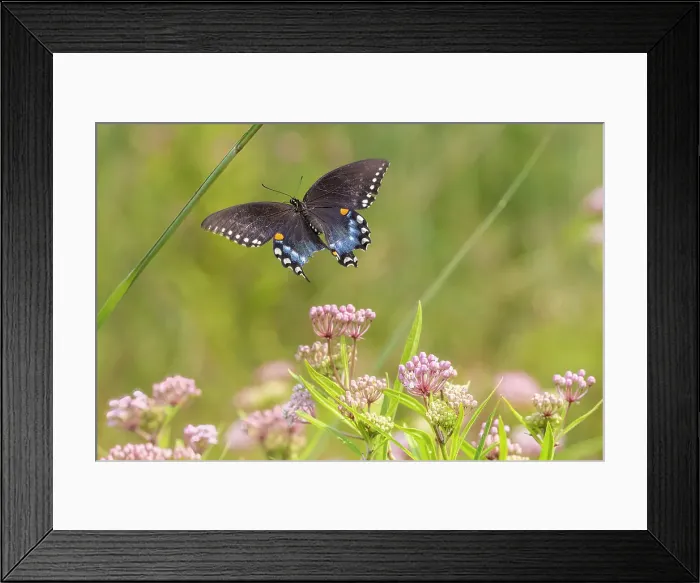 Framed Print : Spicebush swallowtail flying to swamp milkweed Date: 30-07-2021 Framed Print : Spicebush swallowtail flying to swamp milkweed Date: 30-07-2021
