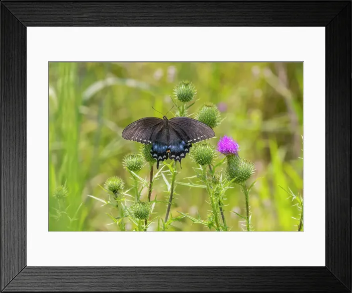 Framed Print : Spicebush swallowtail on Bull thistle Date: 02-08-2021