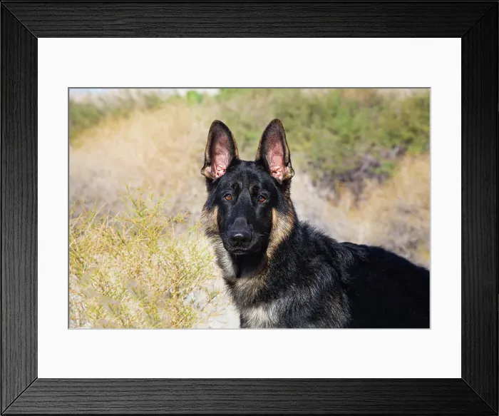 Framed Print : German Shepherd in the Coachella Valley, California Date: 10-11-2019 Framed Print : German Shepherd in the Coachella Valley, California Date: 10-11-2019