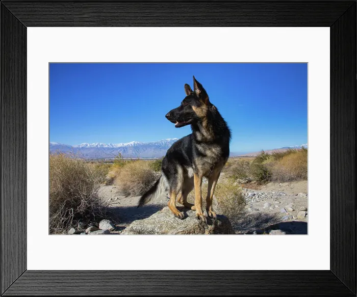 Framed Print : German Shepherd in the Coachella Valley, California Date: 10-11-2019 Framed Print : German Shepherd in the Coachella Valley, California Date: 10-11-2019