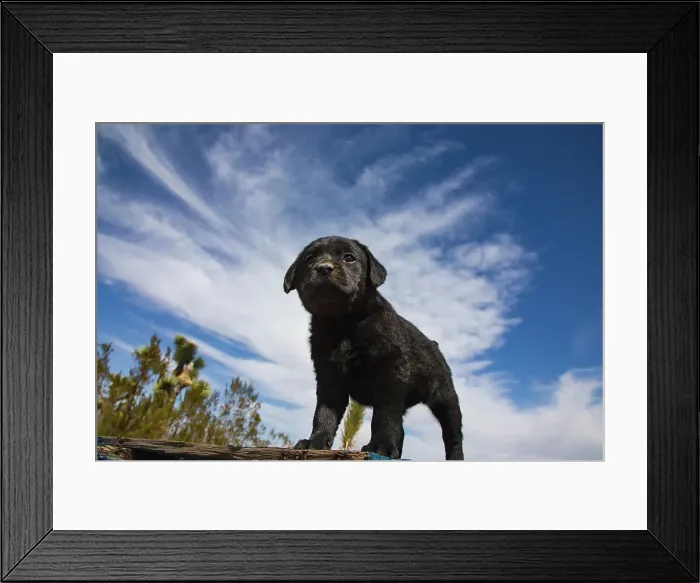 Framed Print : Labrador retriever puppies Date: 17-03-2020
