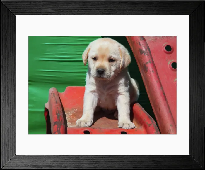 Framed Print : Labrador retriever puppies Date: 17-03-2020 Framed Print : Labrador retriever puppies Date: 17-03-2020