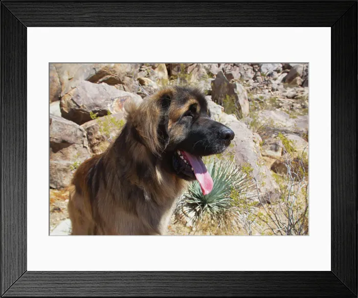 Framed Print : Leonbergers enjoying the high desert Date: 04-03-2020