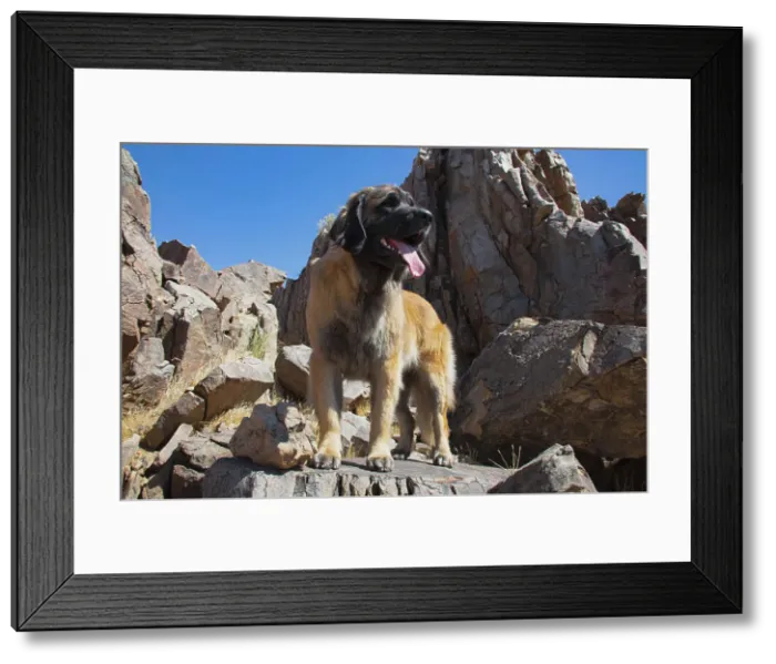 Framed Print : Leonberger waiting for the mail Date: 04-03-2020 Framed Print : Leonberger waiting for the mail Date: 04-03-2020