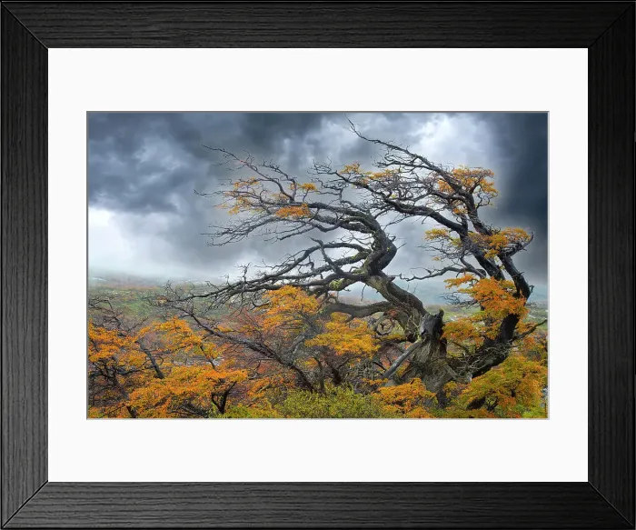 Framed Print : Argentina, Patagonia. Fierce winds have shaped these trees. Date: 01-05-2017