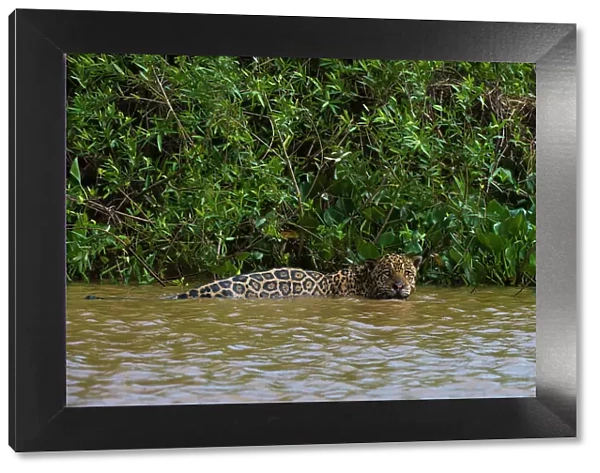 A jaguar, Panthera onca, in the river. Date: 25-09-2018