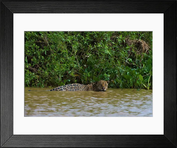 Framed Print : A jaguar, Panthera onca, in the river. Date: 25-09-2018 Framed Print : A jaguar, Panthera onca, in the river. Date: 25-09-2018