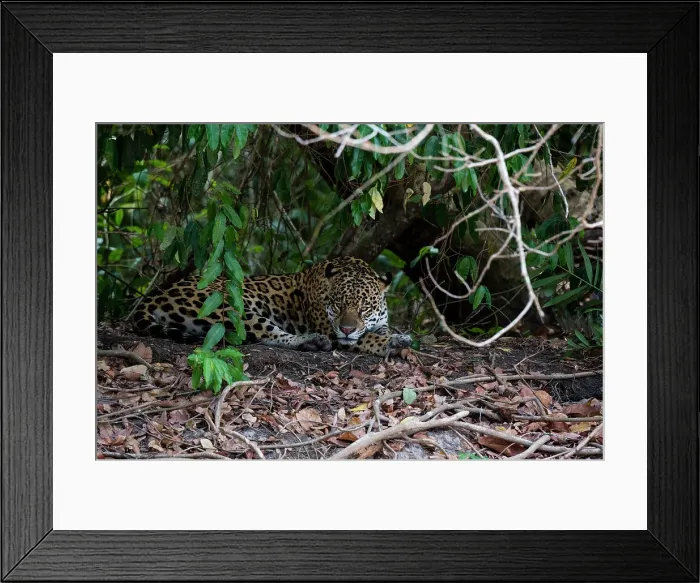 Framed Print : Jaguar, Pantanal, Mato Grosso, Brazil. Date: 25-09-2018 Framed Print : Jaguar, Pantanal, Mato Grosso, Brazil. Date: 25-09-2018