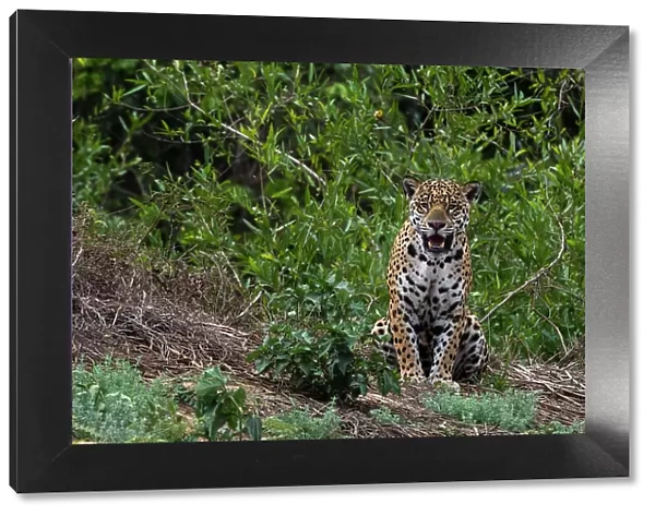 A jaguar, Panthera onca, standing. Date: 25-09-2018