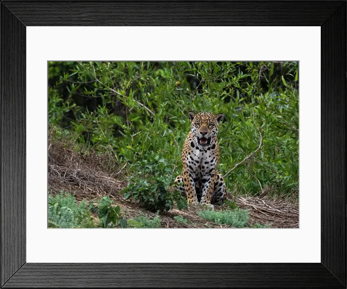 Framed Print : A jaguar, Panthera onca, standing. Date: 25-09-2018 Framed Print : A jaguar, Panthera onca, standing. Date: 25-09-2018