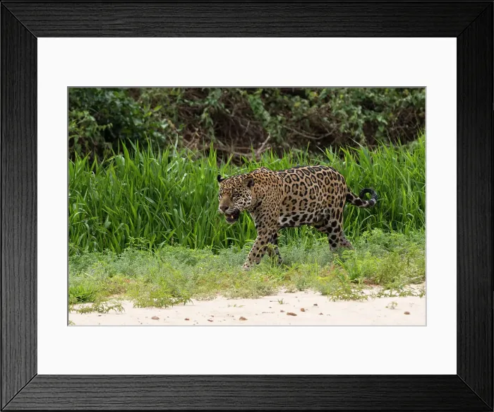 Framed Print : Jaguar, Pantanal, Mato Grosso, Brazil. Date: 25-09-2018 Framed Print : Jaguar, Pantanal, Mato Grosso, Brazil. Date: 25-09-2018