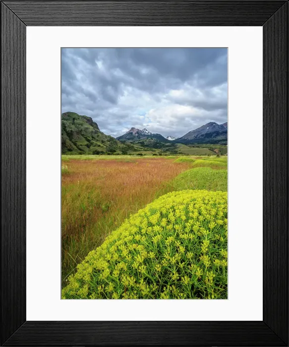 Framed Print : Chile, Aysen, Patagonia National Park, Valle Chacabuco. Landscape view with spiny Neneo plants in the foreground. Date: 24-12-2012 Framed Print : Chile, Aysen, Patagonia National Park, Valle Chacabuco. Landscape view with spiny Neneo plants in the foreground. Date: 24-12-2012