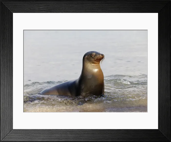 Framed Print : Galapagos sea lion, San Cristobal Island, Galapagos Islands, Ecuador. Date: 29-07-2021 Framed Print : Galapagos sea lion, San Cristobal Island, Galapagos Islands, Ecuador. Date: 29-07-2021