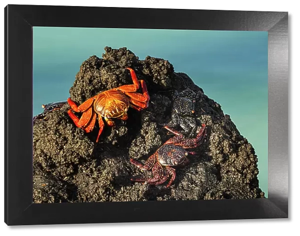 Sally lightfoot crab. San Cristobal Island, Galapagos Islands, Ecuador. Date: 29-07-2021