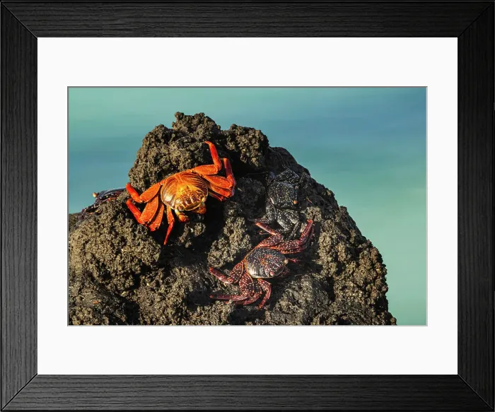 Framed Print : Sally lightfoot crab. San Cristobal Island, Galapagos Islands, Ecuador. Date: 29-07-2021 Framed Print : Sally lightfoot crab. San Cristobal Island, Galapagos Islands, Ecuador. Date: 29-07-2021
