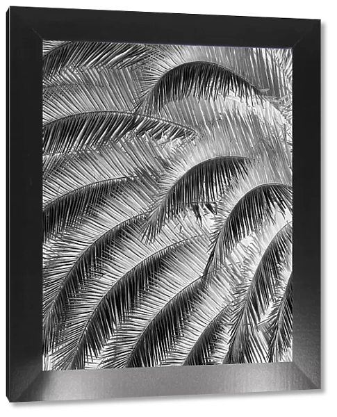 Black and White Pattern in branches of palm tree, Quito, Ecuador Date: 24-07-2021