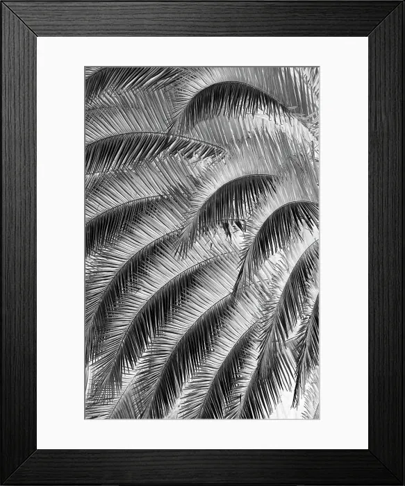 Framed Print : Black and White Pattern in branches of palm tree, Quito, Ecuador Date: 24-07-2021 Framed Print : Black and White Pattern in branches of palm tree, Quito, Ecuador Date: 24-07-2021