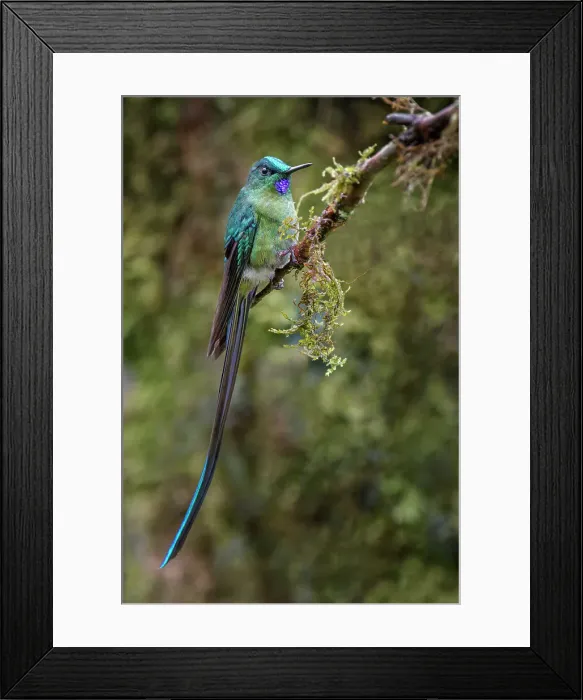 Framed Print : Long-tailed sylph, Ecuador. Date: 25-07-2021