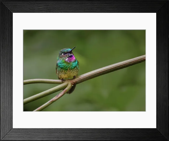 Framed Print : Amethyst-throated Sunangel. Ecuador. Date: 25-07-2021 Framed Print : Amethyst-throated Sunangel. Ecuador. Date: 25-07-2021