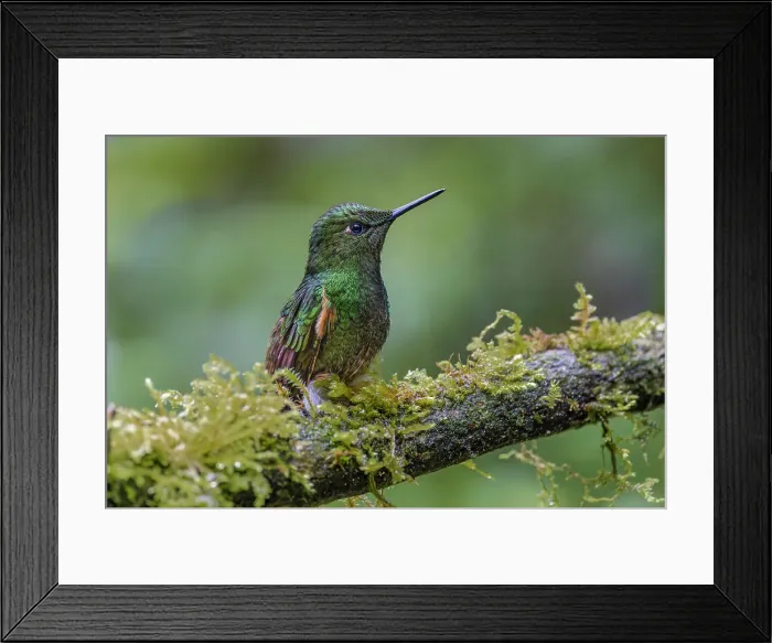 Framed Print : Buff-tailed Coronet, Ecuador. Date: 26-07-2021