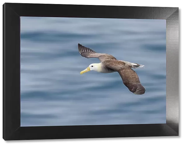 Waved albatross flying, Espanola Island, Galapagos Islands, Ecuador. Date: 31-07-2021