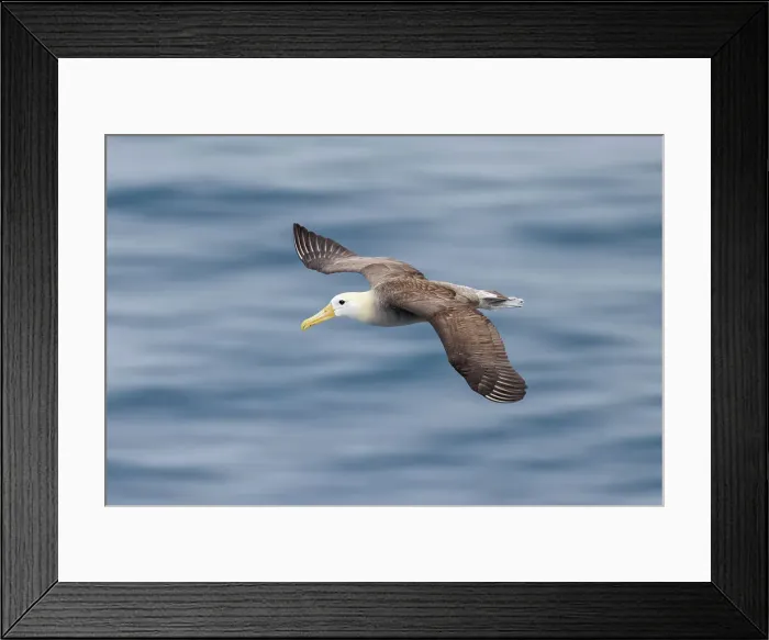Framed Print : Waved albatross flying, Espanola Island, Galapagos Islands, Ecuador. Date: 31-07-2021 Framed Print : Waved albatross flying, Espanola Island, Galapagos Islands, Ecuador. Date: 31-07-2021