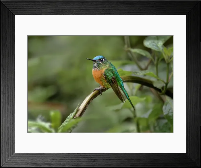 Framed Print : Female Long-tailed sylph, Ecuador. Date: 26-07-2021 Framed Print : Female Long-tailed sylph, Ecuador. Date: 26-07-2021