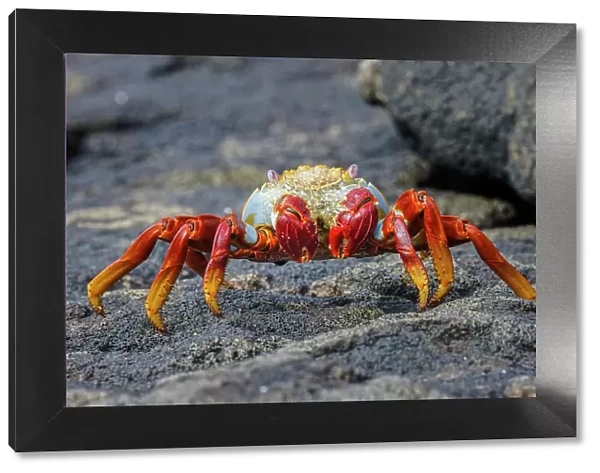 Sally lightfoot crab. Floreana Island, Galapagos Islands, Ecuador. Date: 31-07-2021
