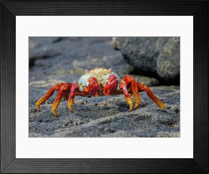 Framed Print : Sally lightfoot crab. Floreana Island, Galapagos Islands, Ecuador. Date: 31-07-2021 Framed Print : Sally lightfoot crab. Floreana Island, Galapagos Islands, Ecuador. Date: 31-07-2021