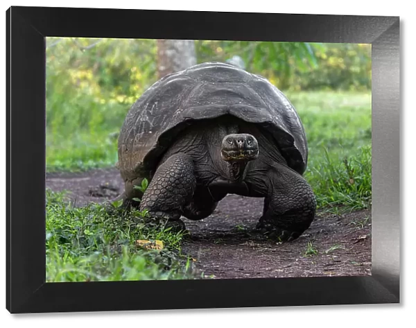 Galapagos giant tortoise. Genovesa Island, Galapagos Islands, Ecuador. Date: 27-07-2021