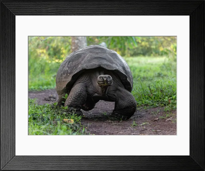 Framed Print : Galapagos giant tortoise. Genovesa Island, Galapagos Islands, Ecuador. Date: 27-07-2021 Framed Print : Galapagos giant tortoise. Genovesa Island, Galapagos Islands, Ecuador. Date: 27-07-2021
