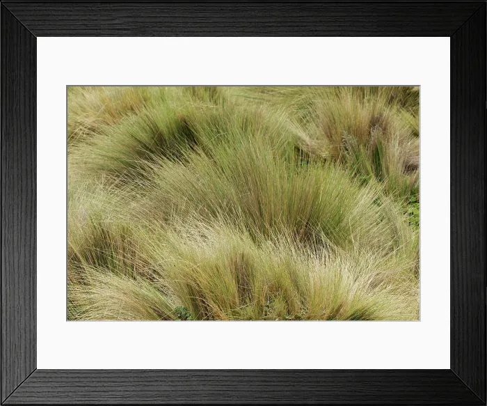 Framed Print : Paramo grass, Antisana Ecological Reserve, Ecuador. Date: 04-08-2021 Framed Print : Paramo grass, Antisana Ecological Reserve, Ecuador. Date: 04-08-2021