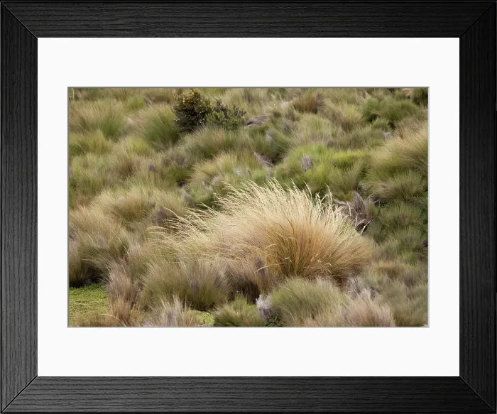 Framed Print : Paramo grass, Antisana Ecological Reserve, Ecuador. Date: 04-08-2021 Framed Print : Paramo grass, Antisana Ecological Reserve, Ecuador. Date: 04-08-2021