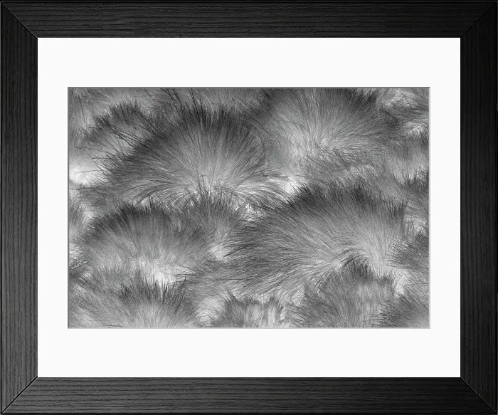 Framed Print : Paramo grass, Antisana Ecological Reserve, Ecuador. Date: 04-08-2021 Framed Print : Paramo grass, Antisana Ecological Reserve, Ecuador. Date: 04-08-2021
